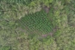 Edi Pelaku Utama Kasus Temuan Ladang Ganja di TNBTS Masih Kendalikan Perdagangan Meski Buron