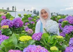 Viral di Medsos, Kebun Bunga Hortensia Batu Diserbu Pemburu Foto Estetik