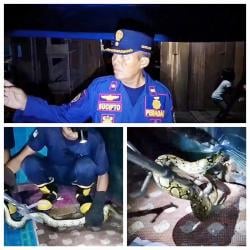 Masuk Kamar Warga, Ular Piton Sepanjang 2 Meter Melawan Saat Dievakuasi Petugas Damkar