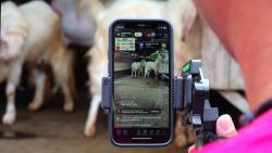 Pemuda Senduro Sukses Jualan Kambing Kurban Melalui Live Tiktok, Omset Hingga Rp300 Juta