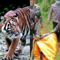 Diduga Diterkam Harimau, Seorang Pria di Lampung Barat Tewas Mengenaskan: Tersisa Hanya Kepala