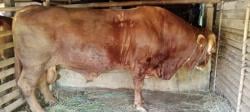 Sapi Limousin Asal Purbalingga Dipilih Jadi Hewan Kurban Presiden Prabowo, Bobot Capai 1 Ton
