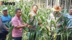 Polres Pelabuhan Belawan Tinjau Lahan Jagung Jelang Panen Raya Serentak Polri