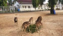Wisata Fauna Warga Bumi Serasan Sekate di Rumdin Bupati Muba, Ada Rusa Tutul dan Permainan Anak