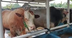 Heboh! Presiden Prabowo Beli Dua Sapi Super Jumbo di Tangerang untuk Kurban Idul Adha