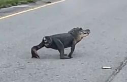 Buaya Tanpa Ekor Nyeberang Jalan ini Viral, Respon Netizen Kasihan