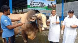 Pedrosa, Sapi Presiden Prabowo untuk Kurban Iduladha 2025 di Jombang Dibeli Dari Peternak Lokal
