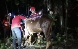 Momen Dramatis Evakuasi Sapi Kecebur Sumur di Cilongok 