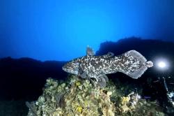 Penemuan Ikan Purba Coelacanth Hidup Pertama di Perairan Maluku Utara