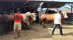 Tiga Sapi Kurban Presiden Prabowo Dibeli dari Peternakan Bang YT Farm Binjai