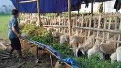 Manjakan Pengkurban, Pedagang Kambing di Lamongan Tawarkan Perawatan Gratis dan Antar Tanpa Biaya