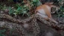 Penampakan Ular Piton Telan Sapi Kurban, Warga Gagalkan dengan Tombak
