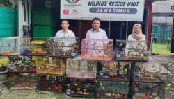 Dikirim Ilegal, Penyelundupan 735 Ekor Burung dari Makassar Digagalkan di Surabaya
