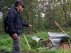 Pencurian Kayu Jati Gagal, Pelaku Rusak Pos Perhutani di Hutan Banyuwangi Selatan