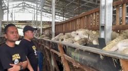 Peternak Domba Sistem Breeding di Tuban, Banjir Pesanan Menjelang Idul Adha