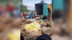 Warga Ambil Lagi Mangga Ilegal yang Telah Dimusnahkan, Netizen: Kalian Kenapa Sih?