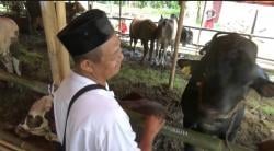 Jelang Idul Adha, Penjualan Hewan Kurban di Cilegon Lesu! Harga Naik, Minat Turun