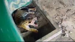 Harimau Sumatera Terluka Parah Akibat Jerat Babi di Jambi, Terancam Diamputasi
