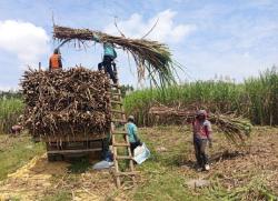 Panen Agroforestry Tebu Mandiri  KPH Purwodadi Mencapai 1.026 Ton Dengan Rendemen di Angka 16