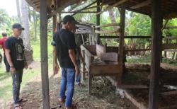 Kejar-Kejaran dengan Pelaku Pencurian Ternak, Polisi Amankan Seekor Sapi Hasil Curian