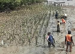 Luasan Hutan Mangrove Berkurang Sebabkan Banjir Rob di Pati Makin Parah