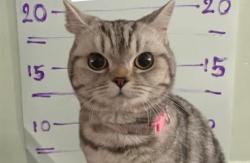 Viral, Kucing Ini Ditangkap Gegera Gigit dan Cakar Polisi