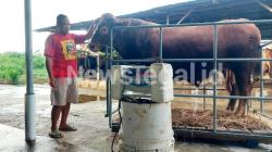Sapi Bejo Berat 1,30 Ton Milik Sudarmono Jadi Hewan Kurban Bantuan Presiden RI di Kota Tegal