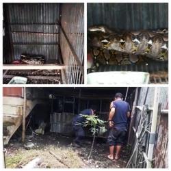 Ular Piton 4 Meter Dievakuasi Petugas Damkar P Raya di Dalam Kandang Ayam