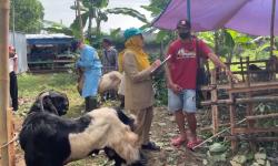 Petugas Temukan Kambing Kurban Belum Cukup Umur, Tak Penuhi Syariat Islam