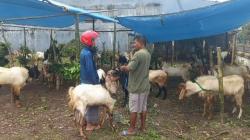 Jelang Idul Adha Jadi Berkah Bagi Pedagang Kambing Kurban Dadakan di Tuban