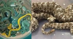 Mengerikan! Penumpang Ini Selundupkan Puluhan Ular Berbisa Asal Indonesia dalam Bagasi Pesawat