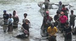 Ratusan Warga Ikuti Tradisi Asatan, Berburu Segala Macam Ikan