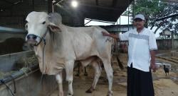 Jelang Idhul Adha ,  Pakde Basar Peternak Tuban  Kebanjiran Pesanan Sapi Kurban dari Lamongan