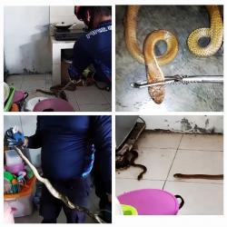 Pemilik Rumah Panik, King kobra dan Ular Piton Ditemukan di Dapur Saat Bersih – Bersih