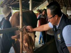 Dua Sapi Asal Gresik Dibeli Presiden Prabowo untuk Kurban Idul Adha 1446 H