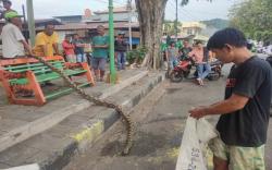 Geger! Ular Piton 6 Meter Ditemukan di Lorong Sempit, Jadi Tontonan Warga