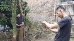 Unik dan Langka, Pohon Pisang Seribu Buah Hebohkan Warga Pantura Subang