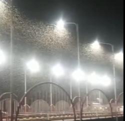 Fenomena Viral,  Jutaan Laron Penuhi Jembatan di Jember, Pengendara Gunakan Kacamata dan Masker