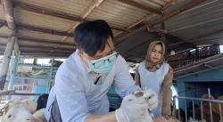 Dinas Peternakan Jember Temukan Kambing Sakit dan Belum Poel di Lapak Kurban Dadakan