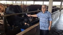 Boy, Sapi Seberat 1 Ton dari Peternak Subang Dipilih Presiden Prabowo untuk Hewan Kurban