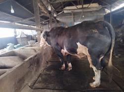 Tiga Sapi Kurban Presiden Prabowo Berbobot Jumbo, Terberat Capai 1,18 Ton dari Peternak Lamongan