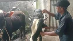 Idul Adha Jadi Berkah bagi Pedagang Sapi di Blora, Pesanan Meningkat 