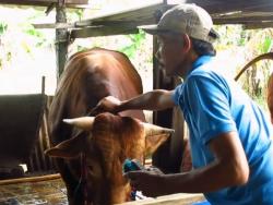 Unik! Cegah Stres, Sapi Kurban diberi Layanan Pijat Relaxasi