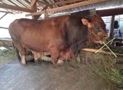 Sapi Presiden Prabowo di Grobogan Dikarantina, Tidak Boleh Kontak Dengan Warga