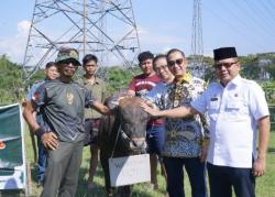 Cirebon Power Salurkan 56 Hewan Kurban Jelang Idul Adha, Libatkan Wirausahawan Lokal