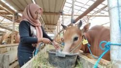 Remaja Putri di Boyolali Raup Untung Jutaan dari Bisnis Sapi Kurban