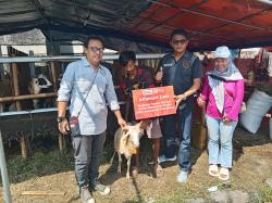 Program Tebar Daging Kurban IWO, Alfamart Cirebon Sumbang 1 Ekor Kambing