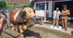 Sapi Seberat 1 Ton di Bondowoso Terpilih Jadi Kurban Presiden Prabowo Subianto