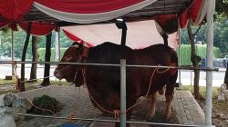 Berbobot 1,3 ton Sapi Kurban Milik Prabowo Untuk  Masjid Istiqlal Disembelih 7 Juni