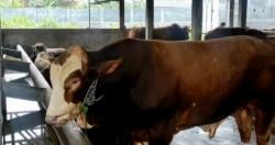 Wow! Presiden Prabowo Beli Sapi Kurban Limousin 1 Ton untuk Warga Cilegon